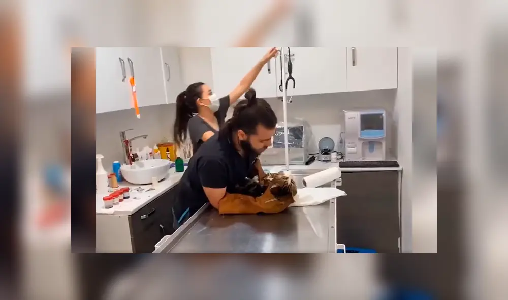Desliza las imágenes para conocer el enfurecido comportamiento de un gato en su visita al veterinario. Foto: Captura. Desliza las imágenes para conocer el enfurecido comportamiento de un gato en su visita al veterinario. Foto: Captura.