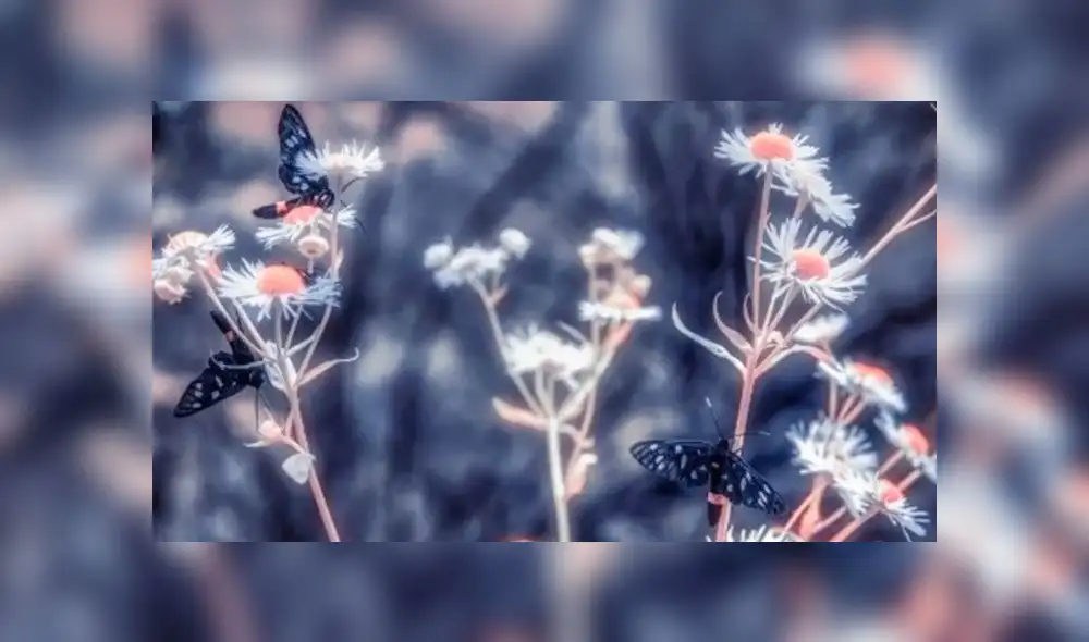 Chernobyl: ¿Cómo se encuentra el territorio donde ocurrió el peor accidente nuclear de la historia?