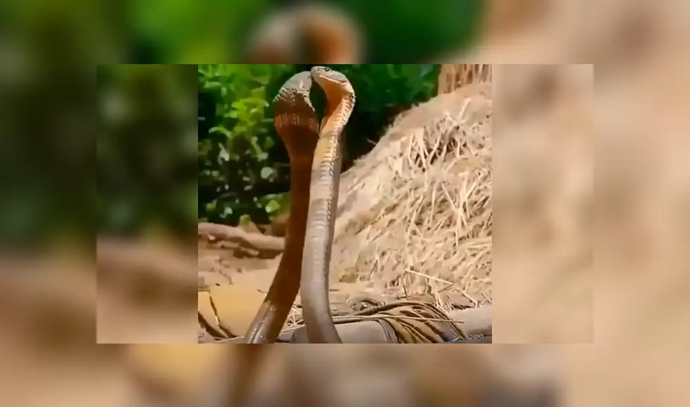 Facebook viral: peligrosas serpientes inician lucha y sucede algo increíble [VIDEO] 