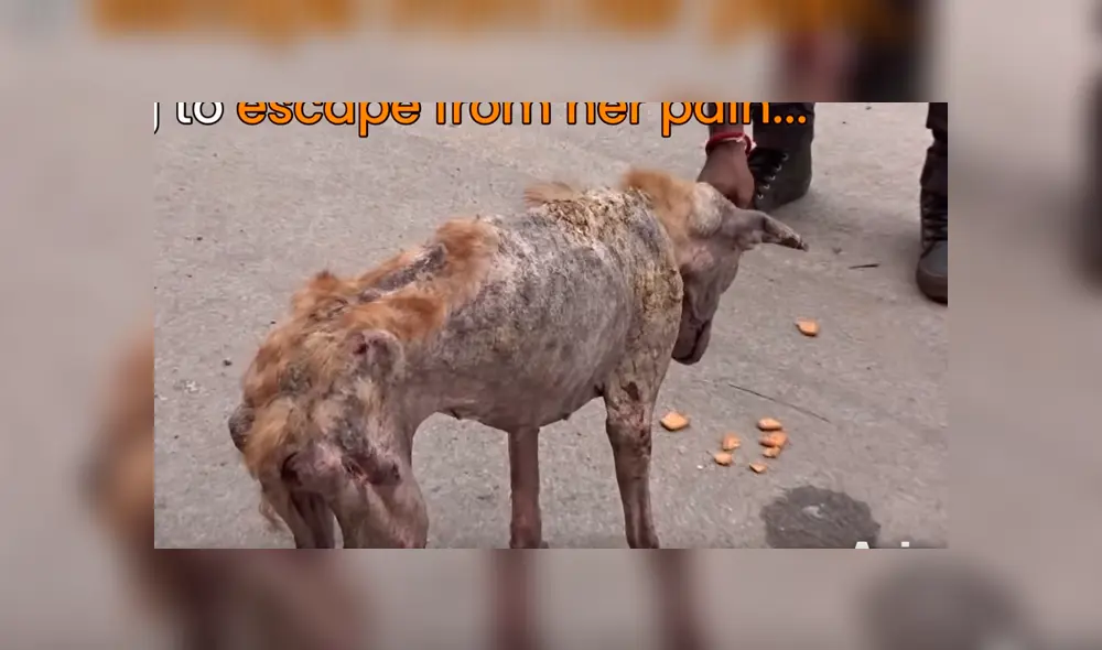 Un video viral de Facebook registró la radical evolución de un perro callejero que fue llevado a un veterinario.