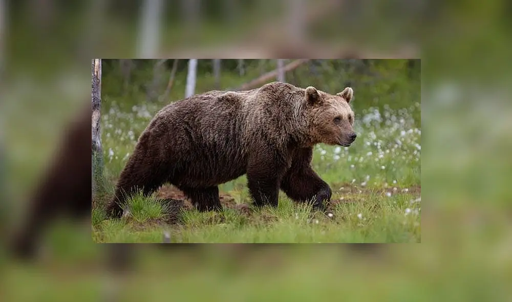 Tremendo e impactante es el video que muestra el momento en que un oso ataca a su domador, en un circo ruso. Foto: Difusión.