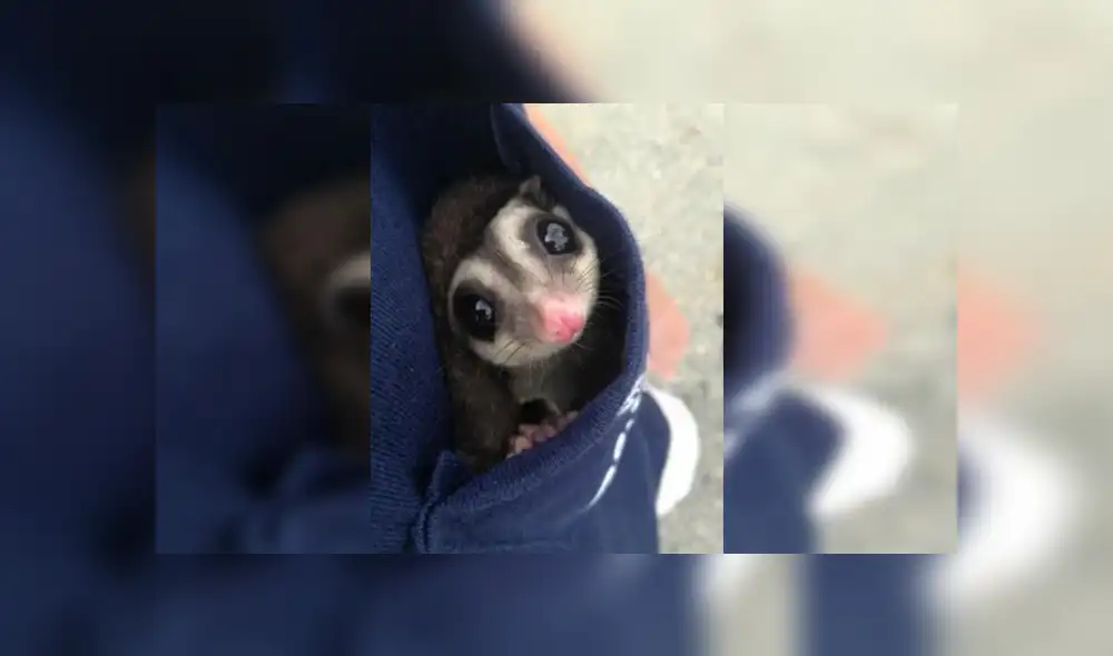 En Facebook, la joven encontró al pequeño animal en la calle con pocas probabilidades de sobrevivir y solo pesaba 4 gramos.