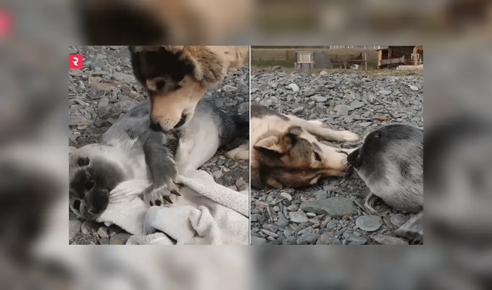 Desliza las imágenes para ver más sobre esta tierna historia entre un perro y una foca. Foto: Facebook / Russia Beyond ES Desliza las imágenes para ver más sobre esta tierna historia entre un perro y una foca. Foto: Facebook / Russia Beyond ES
