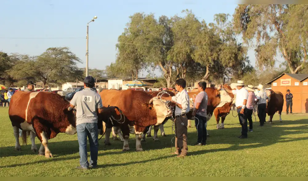 El evento contará con la participación de animales procedentes de diversas regiones del país. El evento contará con la participación de animales procedentes de diversas regiones del país.