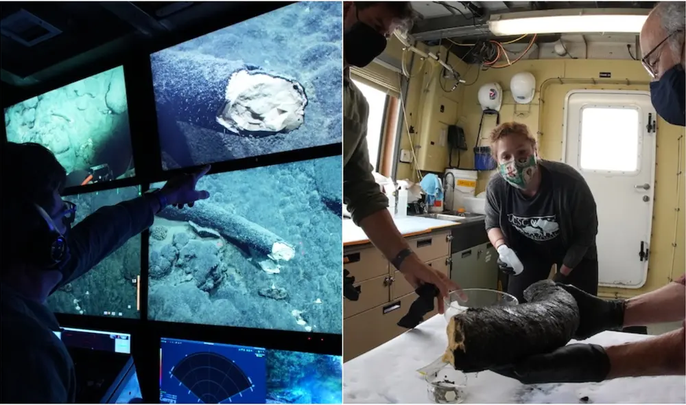 Según sus descubridores, el colmillo perteneció a una especie de mamut que nadaba grandes distancias. Foto: composición / Darrin Schultz / MBARI