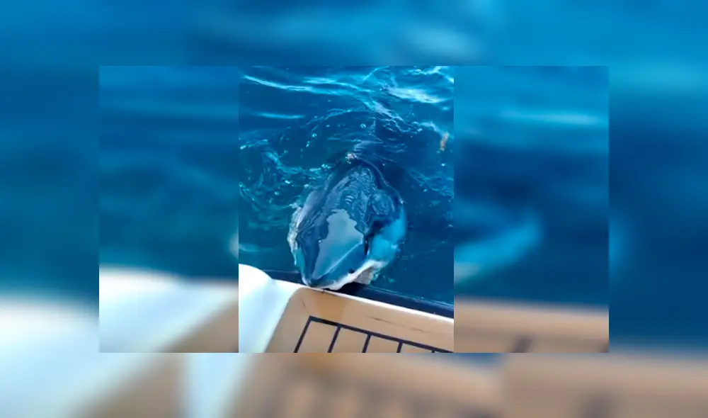 Desliza hacia la izquierda para ver más del video viral