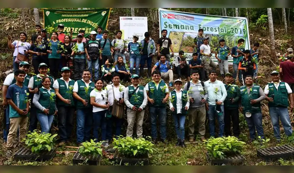 Siembran 300 plantones de caoba en Comunidad Nativa de Sankiroshi Siembran 300 plantones de caoba en Comunidad Nativa de Sankiroshi