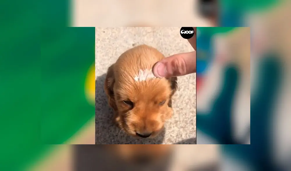 Desliza las imágenes para ver la tierna escena que protagonizó este cachorro al estilo de 'El Rey León'. Foto: Woof Woorf