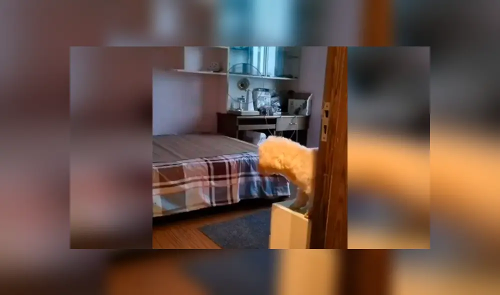 Desliza las imágenes para descubrir la travesura que cometió un perro durante la ausencia de su dueña.