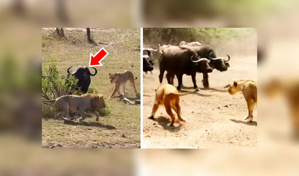 YouTube viral: Hambrientos leones cazan a búfalo, pero son atacados por enfurecida manada [VIDEO] 