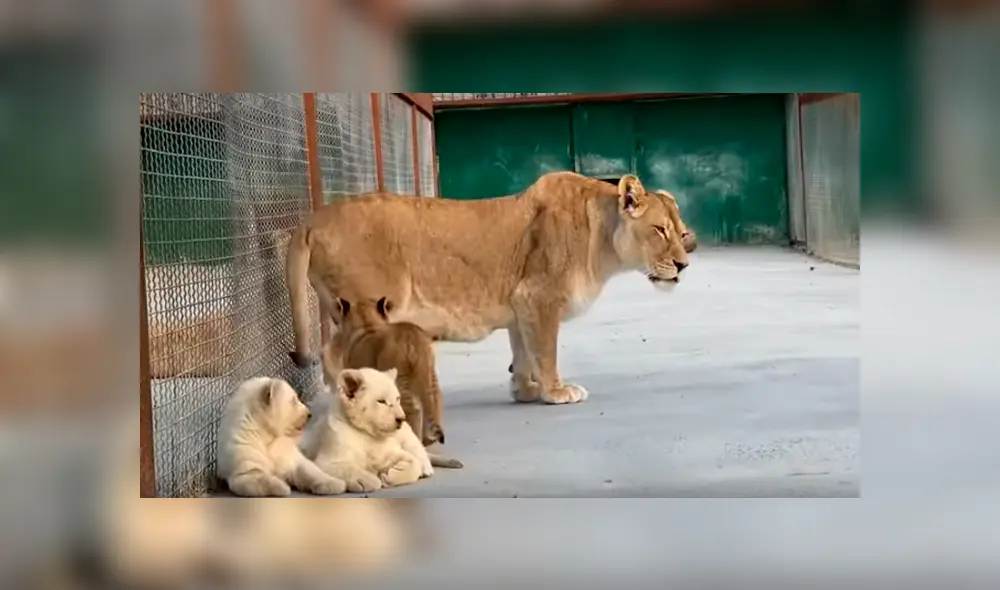 Desliza hacia la izquierda para ver las imágenes del viral de Facebook. Desliza hacia la izquierda para ver las imágenes del viral de Facebook.