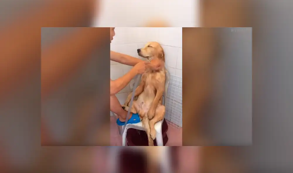 Facebook viral: Chico baña a perro por primera vez y queda en shock con su reacción [VIDEO] 