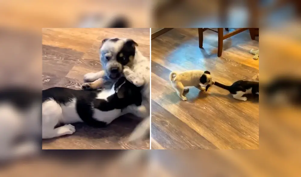 Mira la secuencia deslizando la imagen. Foto: kyleecrawley/TikTok Mira la secuencia deslizando la imagen. Foto: kyleecrawley/TikTok