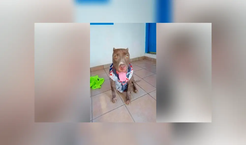 Desliza para ver el cambio que sufrió este perro que se volvió famoso en Facebook. Foto: Captura.