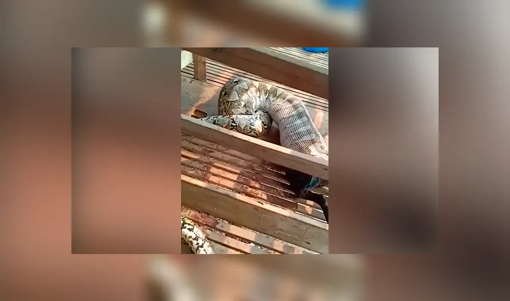 Un video viral de YouTube muestra el preciso instante en que una serpiente pitón regurgita a enorme cabra.