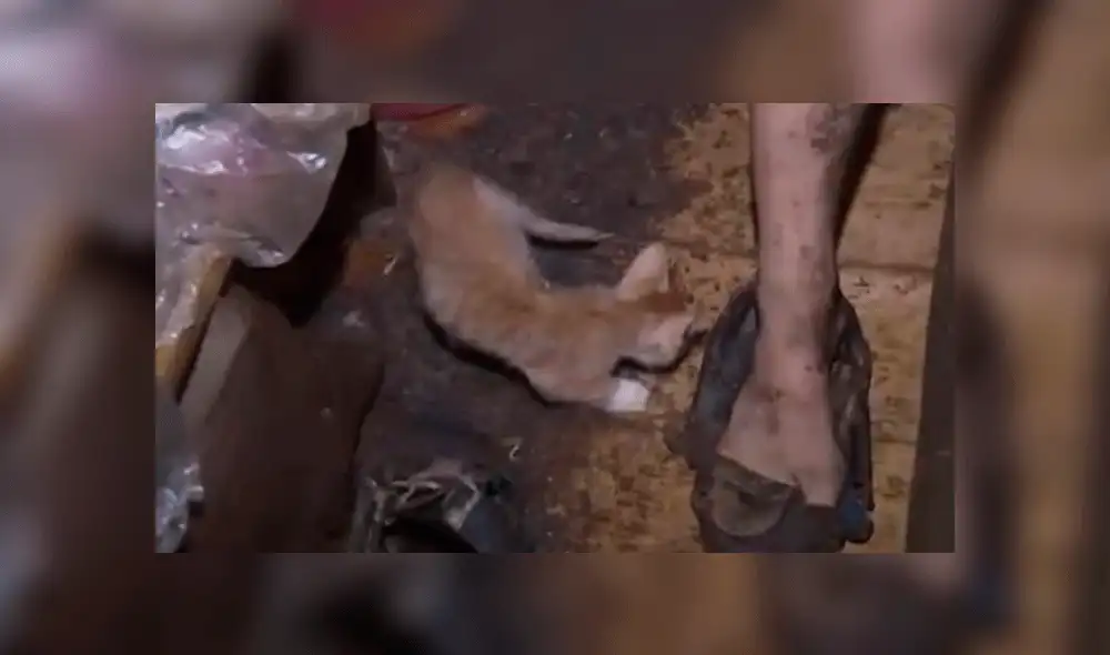 Los gatos y las ratas invadían la casa. Foto:  Central European News.