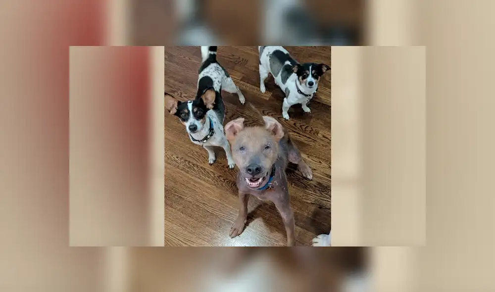 Desliza para ver el aspecto de este perro que ha conquistado a todos en Facebook. Foto: Captura.