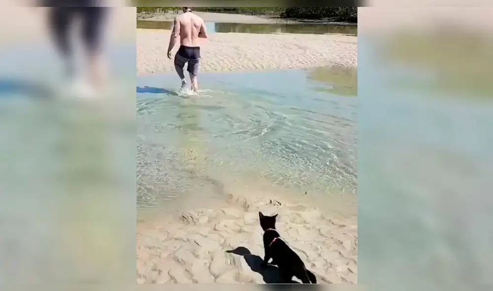 Twitter: Gato sorprende a todos al meterse al agua para seguir a su dueño [VIDEO]