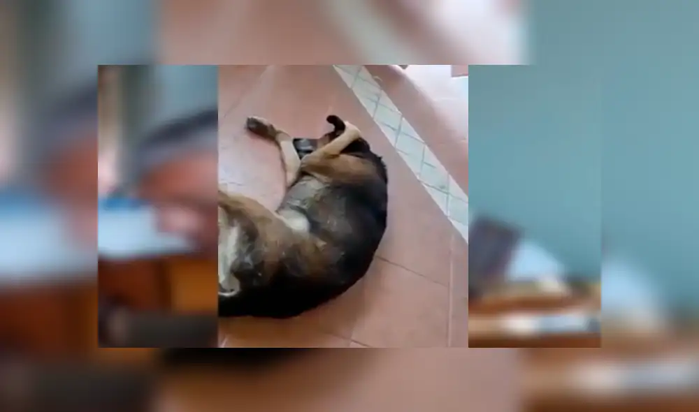 YouTube viral: Perro no soporta escuchar la serenata de su amo y hace lo impensado [VIDEO] 