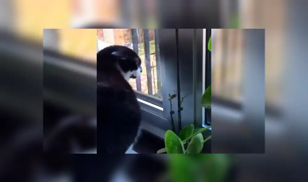 Desliza la imagen de TikTok para verlas todas. Desliza la imagen de TikTok para verlas todas.