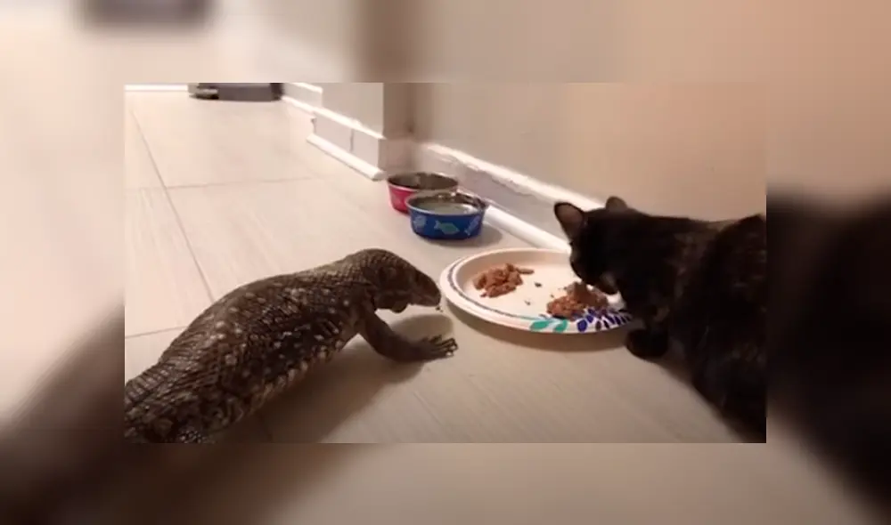 Desliza las imágenes para apreciar la singular amistad entre un felino y un reptil que sorprendió a su dueña. Desliza las imágenes para apreciar la singular amistad entre un felino y un reptil que sorprendió a su dueña.