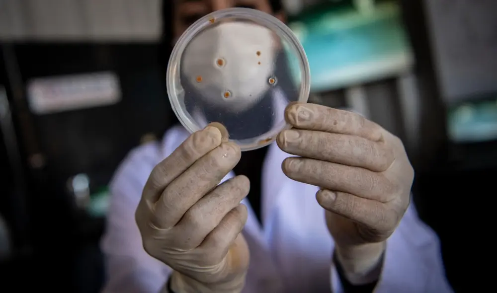 En el Perú están apareciendo bacterias resistentes a todo tipo de antibióticos. Foto: agencias. En el Perú están apareciendo bacterias resistentes a todo tipo de antibióticos. Foto: agencias.