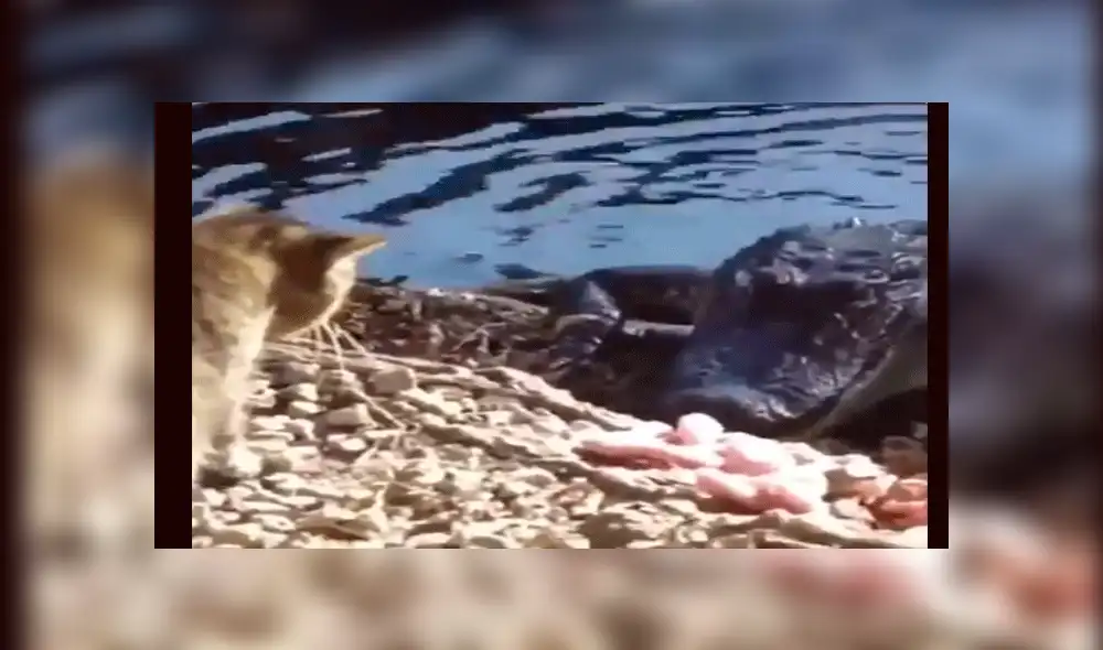 YouTube viral: gato reta a la muerte y se enfrenta sin temor alguno a gigantesco cocodrilo [VIDEO]