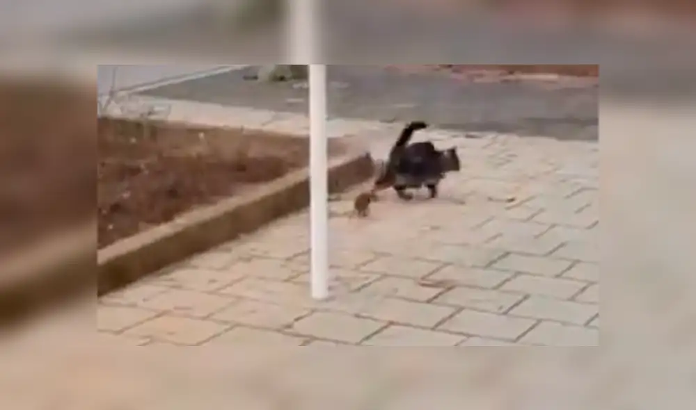 Facebook Viral: Gato atacó a una rata karateka y tuvo terrible final