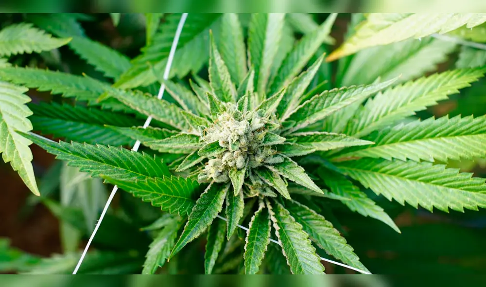 EE.UU.: el cannabidiol frenaría la adicción al alcohol y la cocaína, según estudio EE.UU.: el cannabidiol frenaría la adicción al alcohol y la cocaína, según estudio