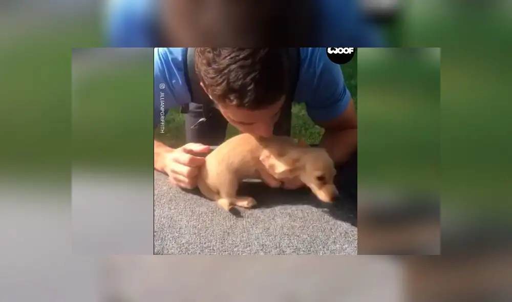 Desliza las imágenes para ver la emotiva escena que protagonizó un cachorro al reencontrarse con su dueño tras la cuarentena. Foto: Woof Woof Desliza las imágenes para ver la emotiva escena que protagonizó un cachorro al reencontrarse con su dueño tras la cuarentena. Foto: Woof Woof