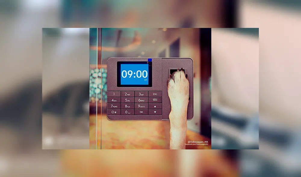 Desliza las imágenes para conocer la historia de Vochita, una perrita adoptada por una empresa de autos. Foto: Captura. Desliza las imágenes para conocer la historia de Vochita, una perrita adoptada por una empresa de autos. Foto: Captura.