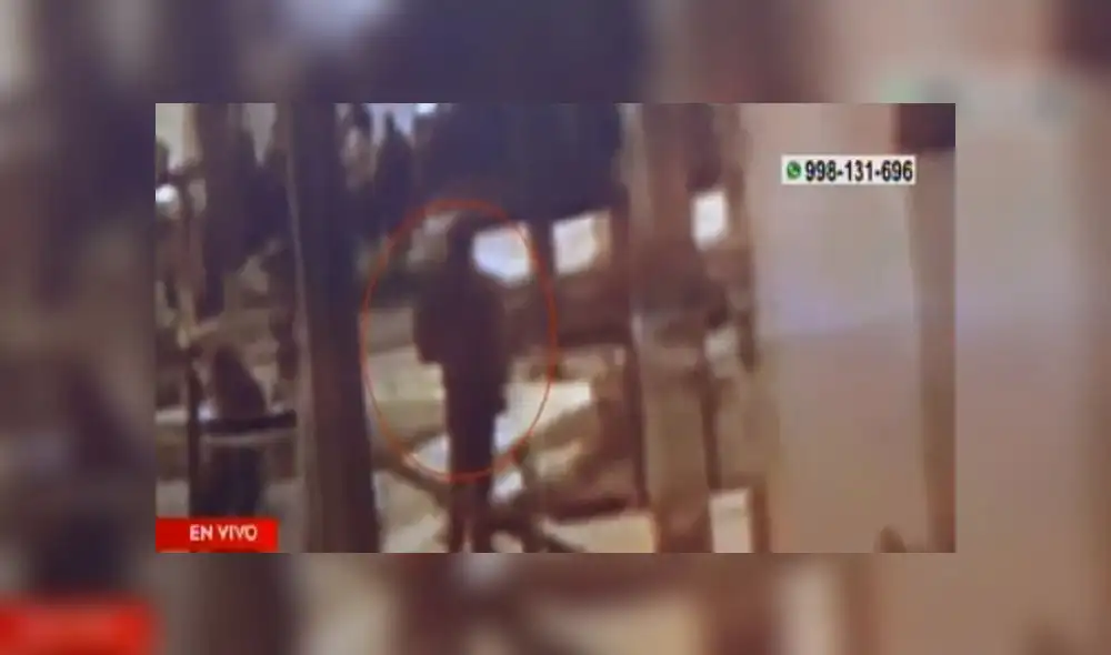 Cañete: cámara captó momento en que niña de 3 años desaparece [VIDEO]