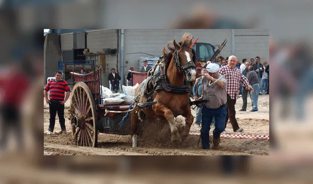 Caballo se desploma por agotamiento tras arrastrar carreta llena de sacos de arena [VIDEO]