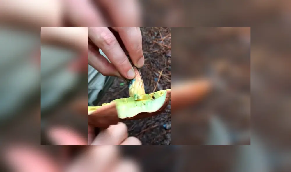 Curioso joven quedó atónito con lo que ocurrió luego de cortar un misterioso hongo que encontró por su vivienda Curioso joven quedó atónito con lo que ocurrió luego de cortar un misterioso hongo que encontró por su vivienda
