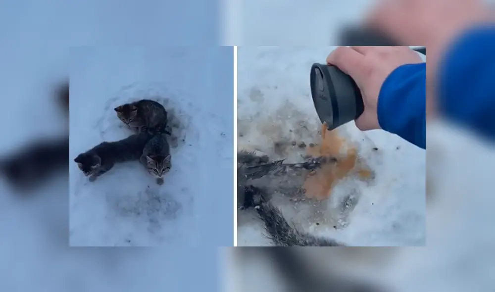 Video es viral en Facebook. Conductor se percató del sufrimiento de los gatos y no dudó en detener su ruta en plena carretera para ir a ayudarlos