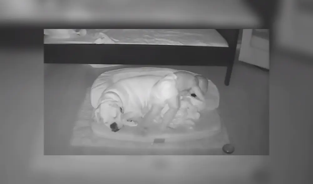 Un bebé no quería seguir durmiendo solo y se bajó de su cama para acostarse con su perro. Foto: YouTube