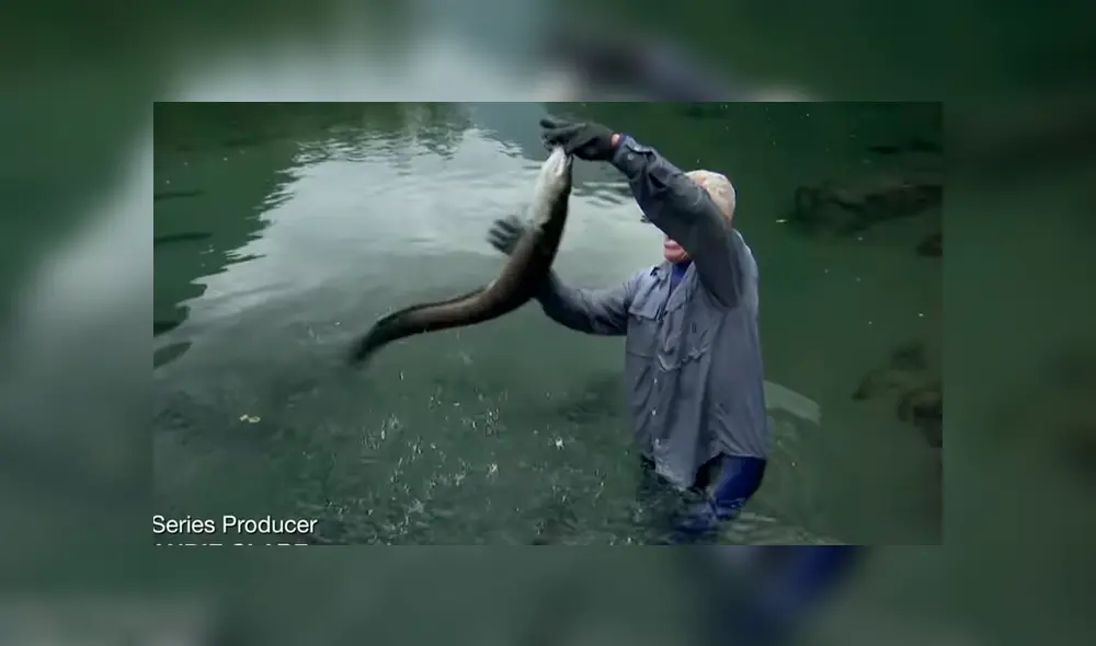 Un video viral de YouTube registró el momento en que un pescador retiró del agua a una peligrosa criatura. Un video viral de YouTube registró el momento en que un pescador retiró del agua a una peligrosa criatura.