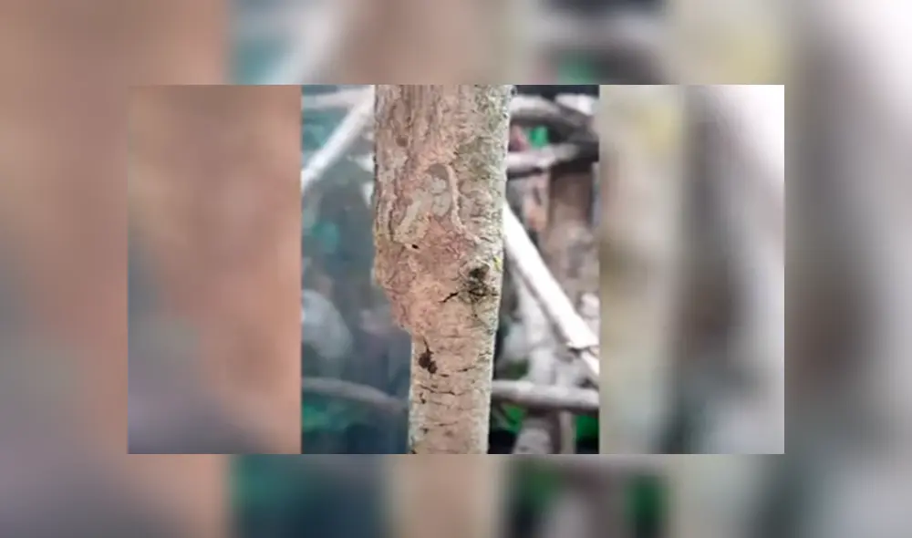 En YouTube, un diminuto reptil se camufló en una delgada rama para pasar desapercibido ante un joven. En YouTube, un diminuto reptil se camufló en una delgada rama para pasar desapercibido ante un joven.