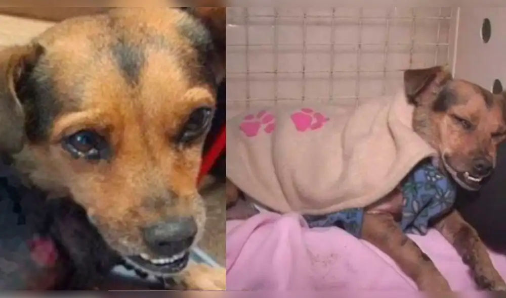 Murió Bombón, la perrita que apareció despellejada en un barrio de Argentina Murió Bombón, la perrita que apareció despellejada en un barrio de Argentina