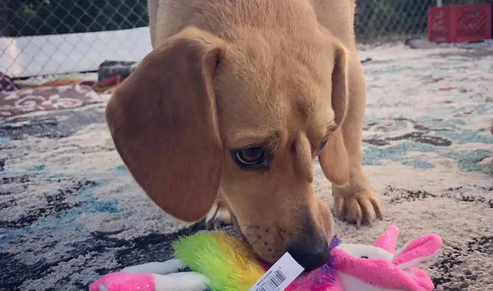 Narwhal perro unicornio Narwhal perro unicornio