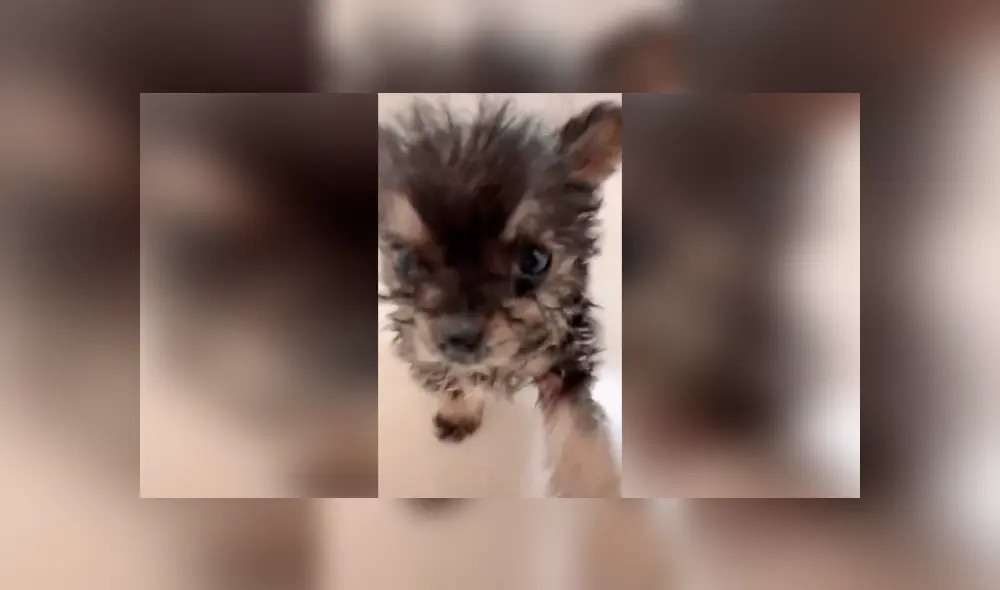 Desliza las imágenes para conocer el tierno comportamiento de un perro bebé al escuchar su canción favorita. Foto: Captura.