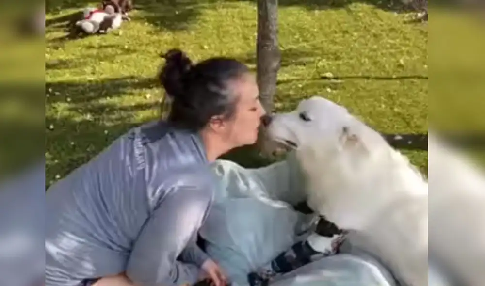 Desliza las imágenes para ver más detalle sobre esta conmovedora escena de Halo, la perrita que pudo caminar por primera vez. Foto: captura de Facebook