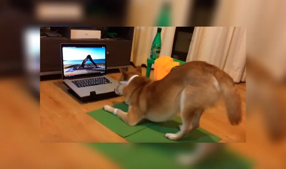 Dueña del can dejó su laptop prendida y cuando regresó se encontró con una graciosa escena de su perro que no dudó en grabar para compartirla en Facebook y YouTube Dueña del can dejó su laptop prendida y cuando regresó se encontró con una graciosa escena de su perro que no dudó en grabar para compartirla en Facebook y YouTube