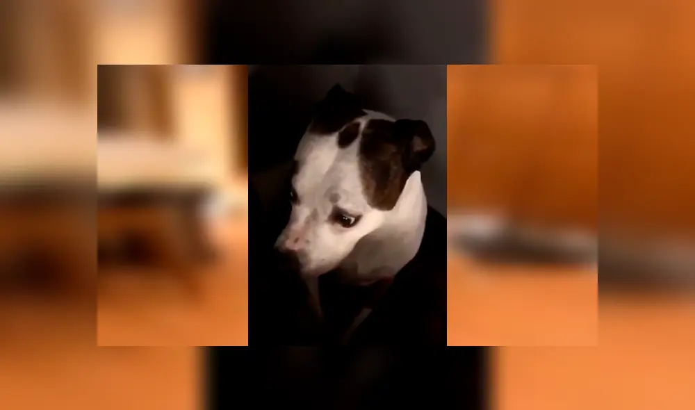 El can desató miles de carcajadas en Facebook con su gracioso comportamiento al ver a su dueño llegando a casa