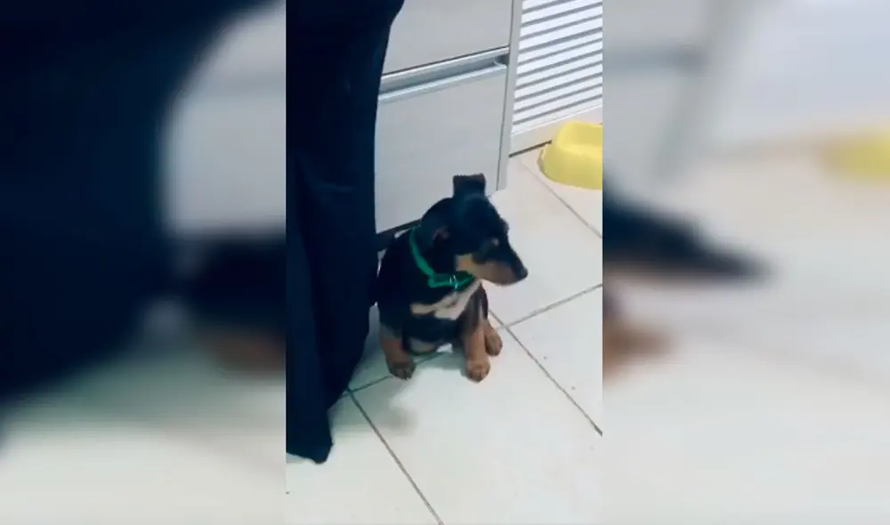 Desliza las imágenes para apreciar la conmovedora acción de un perro al no querer separarse de su dueña. Foto: Captura de Facebook