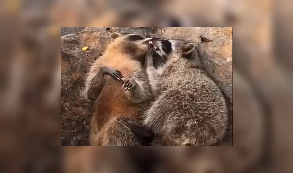 Desliza la imagen de Facebook para ver todas las imágenes. Foto: captura