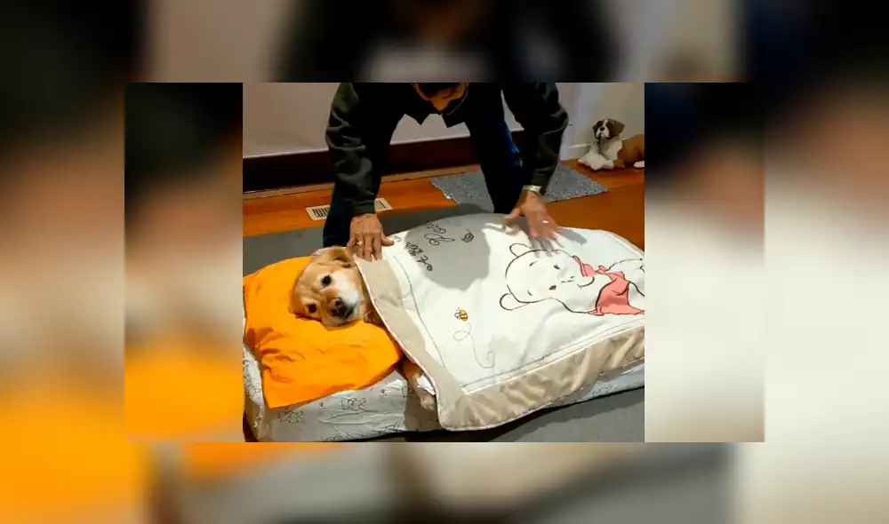 Desliza las imágenes para apreciar el amoroso momento entre un padre junto a la mascota de su hija. Fotocaptura: Oliver Rodrigues the Golden.