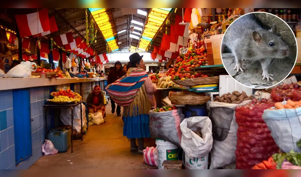 Descubren que concurrido mercado de Puno estaba infestado de ratas