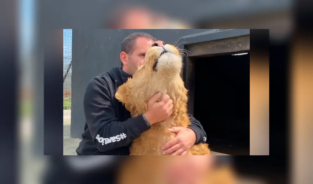 Desliza hacia la izquierda para ver la reacción que tuvo un león al encontrarse con el hombre que lo cuidó de bebé. Video se hizo viral en YouTube. Desliza hacia la izquierda para ver la reacción que tuvo un león al encontrarse con el hombre que lo cuidó de bebé. Video se hizo viral en YouTube.