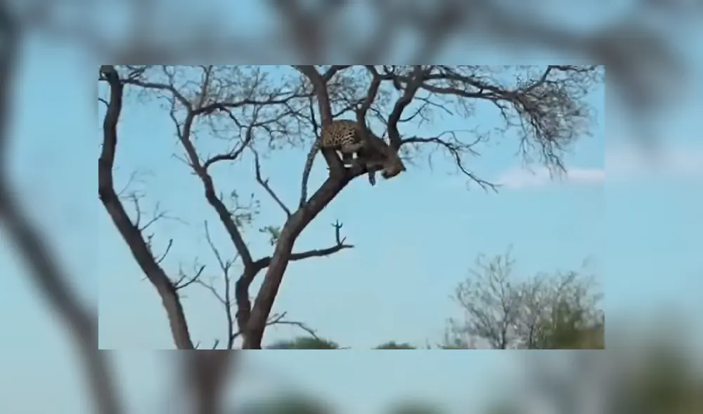 Para ver lo que pasó en el video de YouTube con leopardo y el antílope revisa nuestra galería de fotos deslizando cada imagen hacia la izquierda. Para ver lo que pasó en el video de YouTube con leopardo y el antílope revisa nuestra galería de fotos deslizando cada imagen hacia la izquierda.